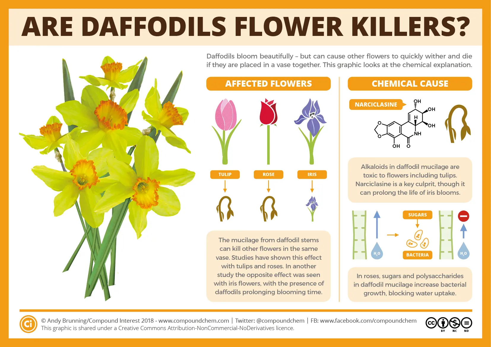 Why do daffodils always come back?