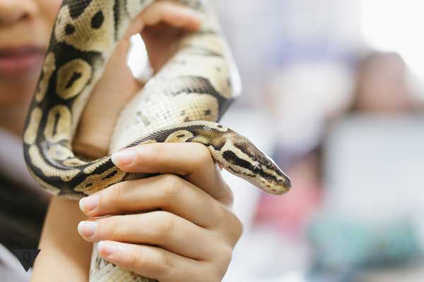 4 reasons for the fear of snakes and methods for getting rid of Herpetophobia