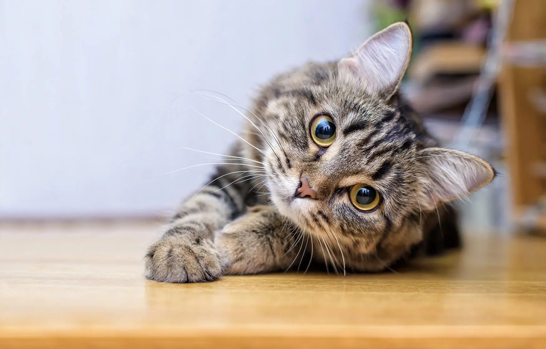 5 types of «cat people» according to environmentalists