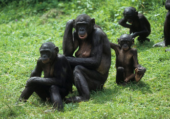 7 Secrets of a Harmonious Life That Can Be Taught by…Bonobos