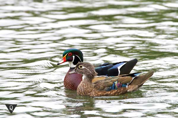 Anatidaephobia — a person’s fear that a duck or goose is following him