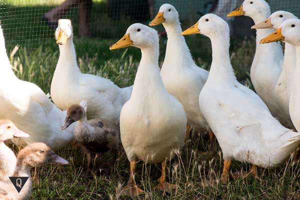 Anatidaephobia — a person’s fear that a duck or goose is following him