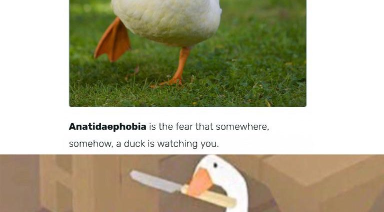 Anatidaephobia — a person’s fear that a duck or goose is following him