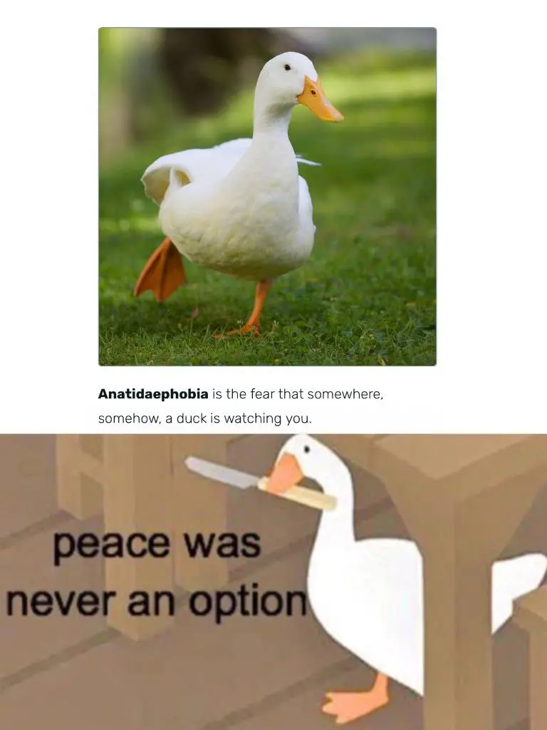 Anatidaephobia — a person’s fear that a duck or goose is following him