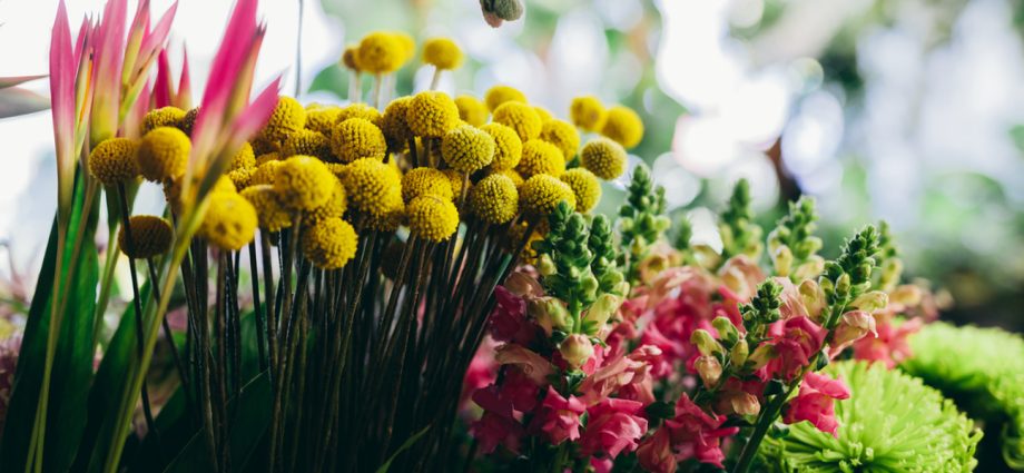 Anthophobia or fear of flowers, most often placed in pots