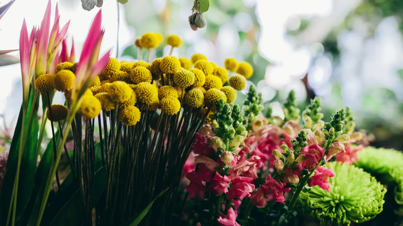 Anthophobia or fear of flowers, most often placed in pots