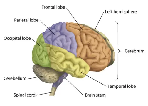 Attention! The brain is at risk!