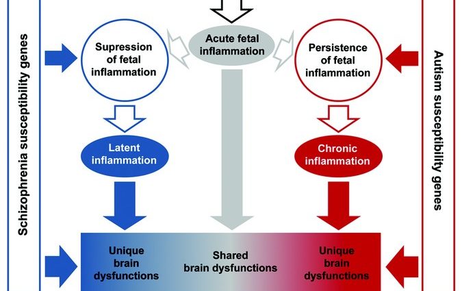 Autism and schizophrenia: how are these diseases similar?