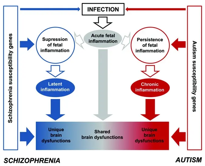 Autism and schizophrenia: how are these diseases similar?