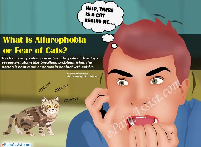    Causes of Ailurophobia and treatments for fear of cats