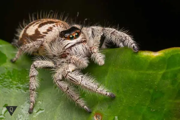 Causes of Arachnophobia and 2 methods of getting rid of fear