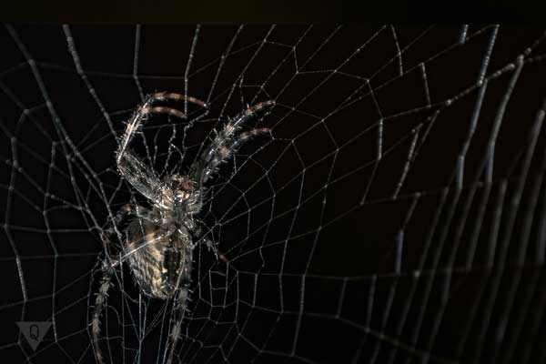 Causes of Arachnophobia and 2 methods of getting rid of fear