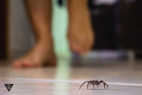 Causes of Arachnophobia and 2 methods of getting rid of fear