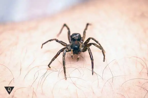 Causes of Arachnophobia and 2 methods of getting rid of fear