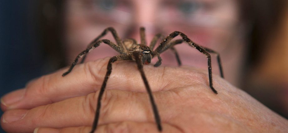 Causes of Arachnophobia and 2 methods of getting rid of fear