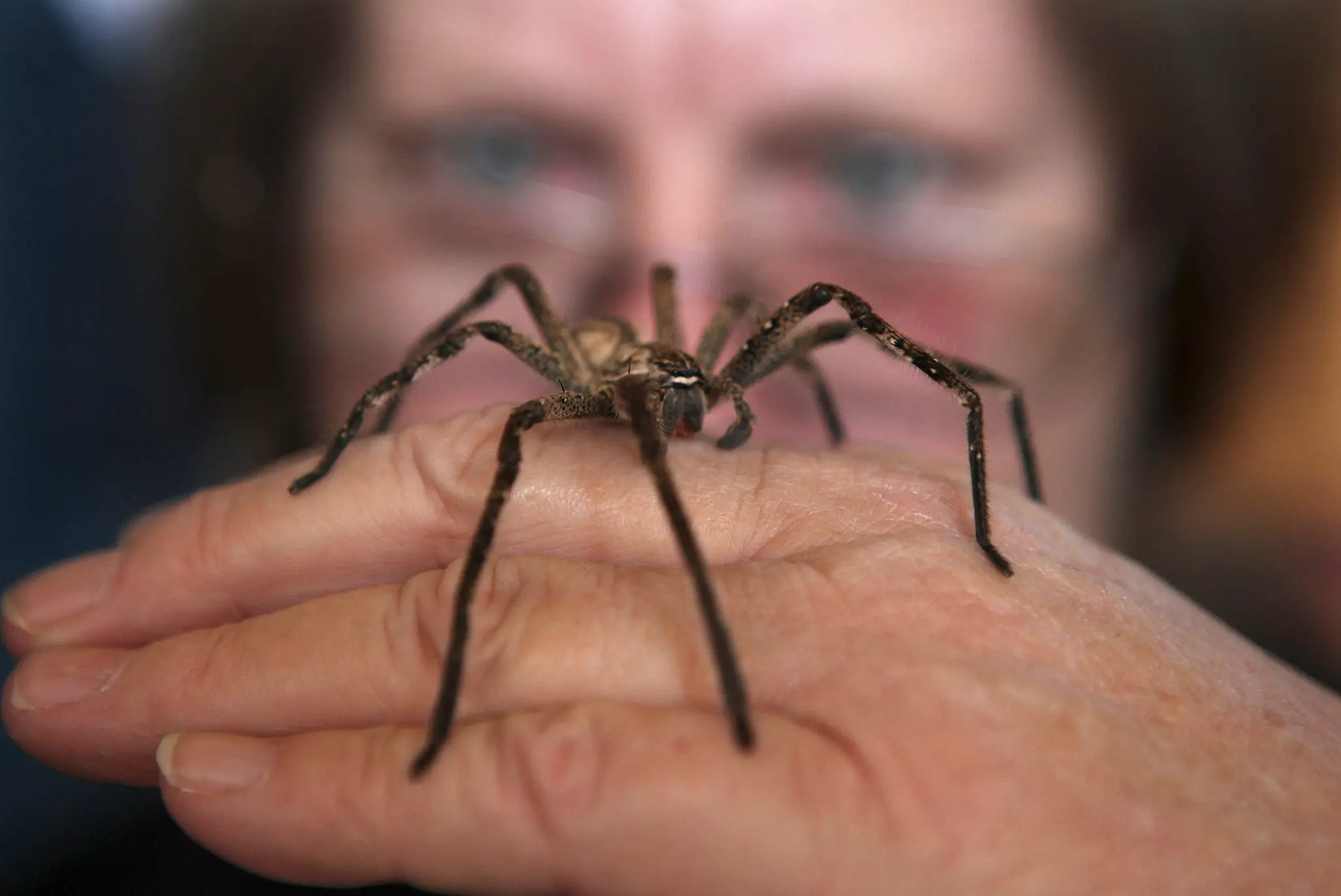 Causes of Arachnophobia and 2 methods of getting rid of fear