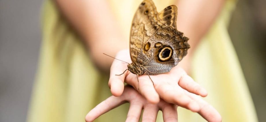 Causes of Lepidopterophobia and methods of getting rid of the fear of butterflies