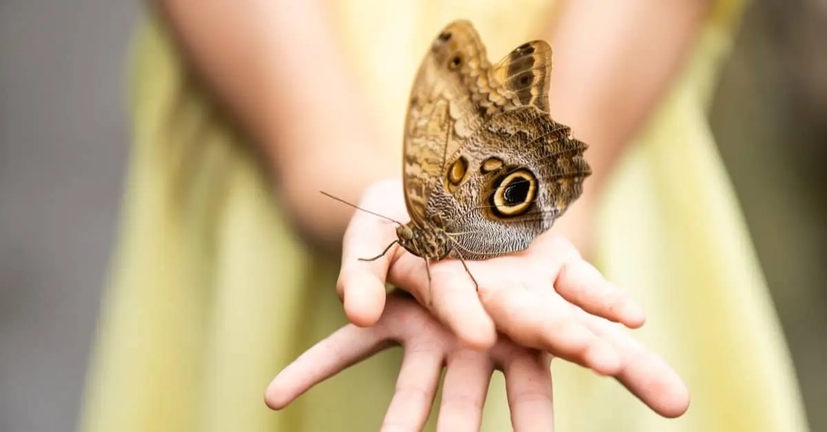 Causes of Lepidopterophobia and methods of getting rid of the fear of butterflies
