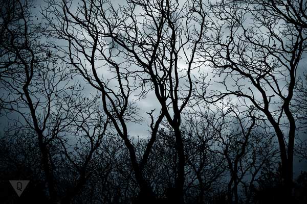 Causes of the appearance of Hylophobia and methods of getting rid of the fear of trees