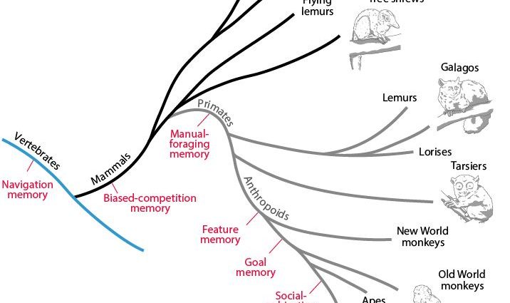 Features of human motor memory and ways of its development