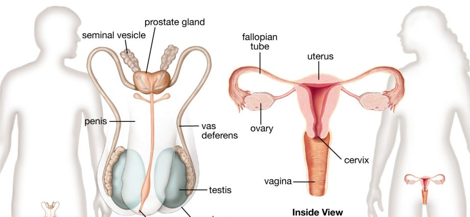 Features of the human representative system