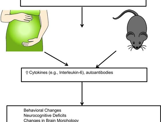 Febrile form of schizophrenia: what is its danger?