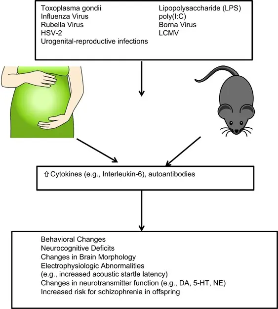 Febrile form of schizophrenia: what is its danger?