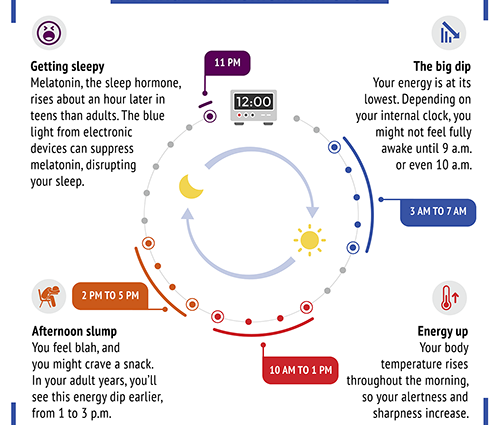 How biological rhythms affect the daily life of a person