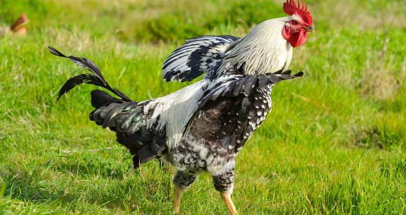 How to cope with the fear of chickens and get rid of Alektorophobia?