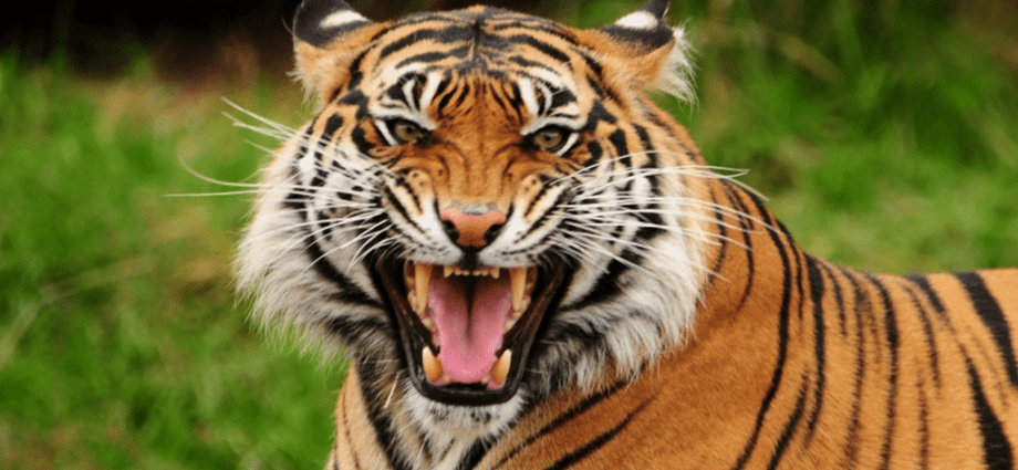 Hvordan utvikle tigerness i deg selv: 3 ideer