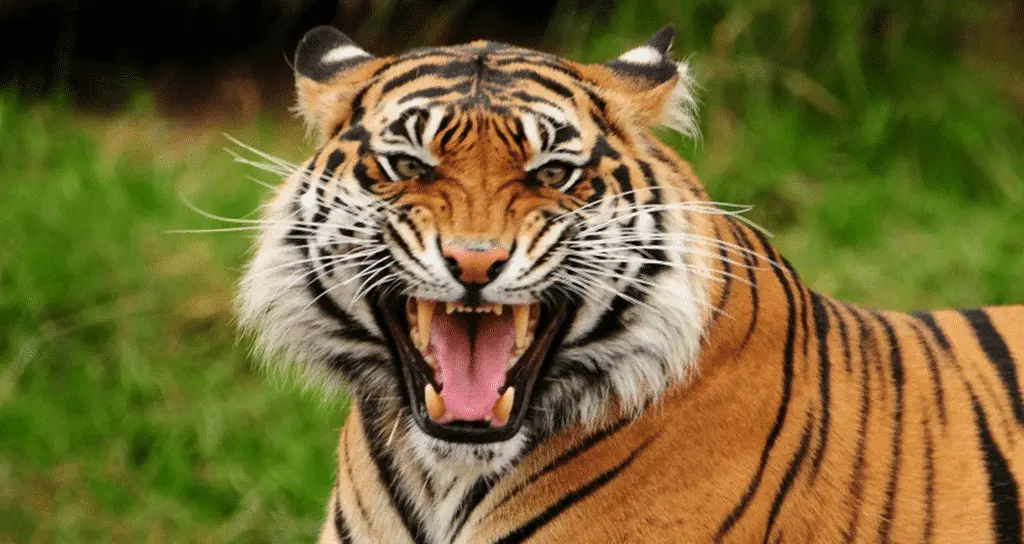 How to develop tigerness in yourself: 3 ideas