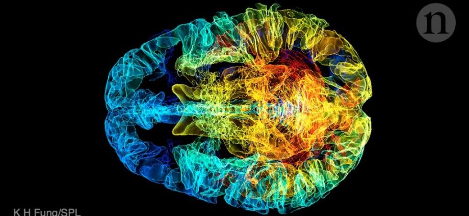 पुरुष र महिला मस्तिष्क: भिन्नताहरूको बारेमा सम्पूर्ण सत्य