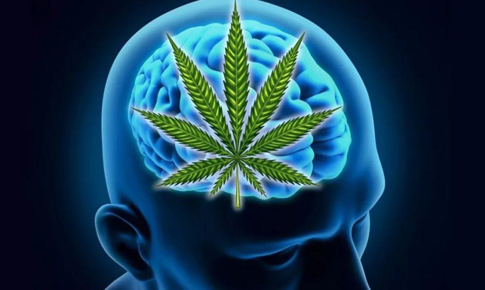 marijuana and schizophrenia. The effect of marijuana on the psyche