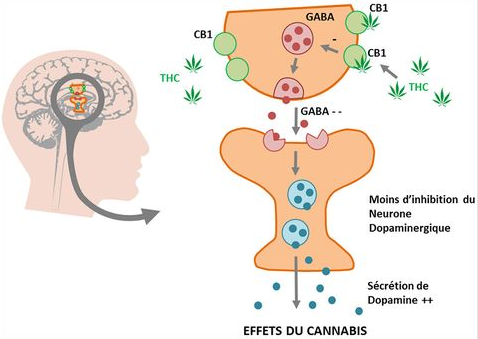 marijuana and schizophrenia. The effect of marijuana on the psyche