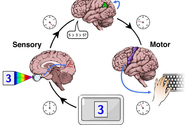 Methods for speeding up the brain