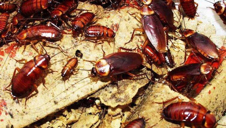 Methods on how to get rid of the fear of cockroaches and defeat Blattophobia