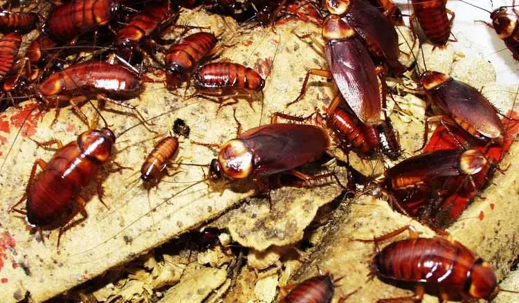 Methods on how to get rid of the fear of cockroaches and defeat Blattophobia