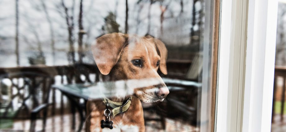 Ikke medregnet hundene: hvordan våre kjæledyr overlever karantene