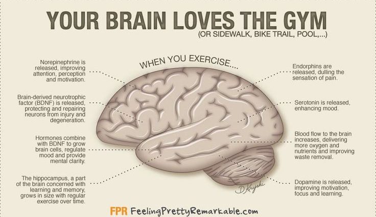 Наш мозг любит, когда мы занимаемся спортом. И вот почему