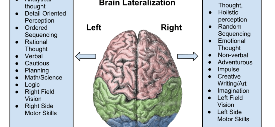 The main functions of the right hemisphere of the brain as well as exercises for its development