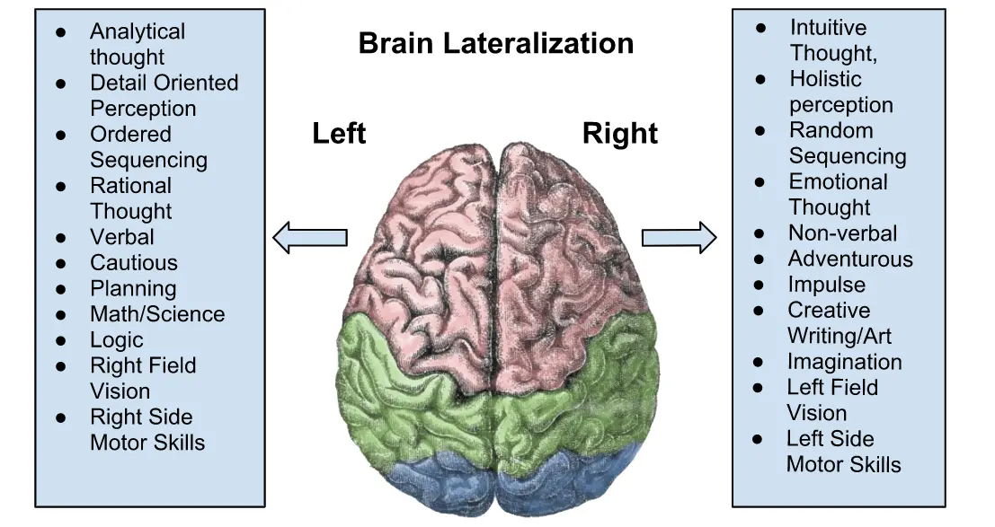 The main functions of the right hemisphere of the brain as well as exercises for its development