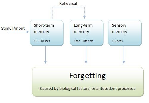 The main types of human memory and their main characteristics