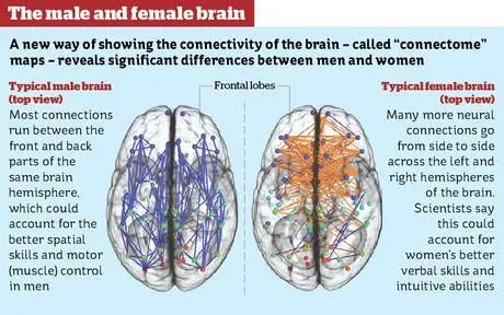 What are the differences between male and female brains