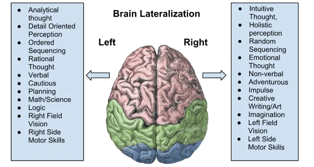 What functions is the left hemisphere of the brain responsible for and how to develop it?