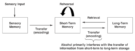 What happens to memory when heavily intoxicated?