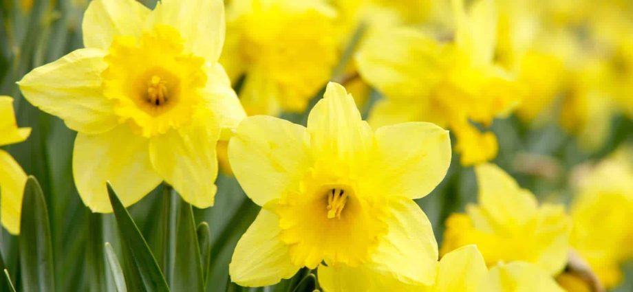 What is dangerous perverse daffodil and how to resist it, so as not to become a victim