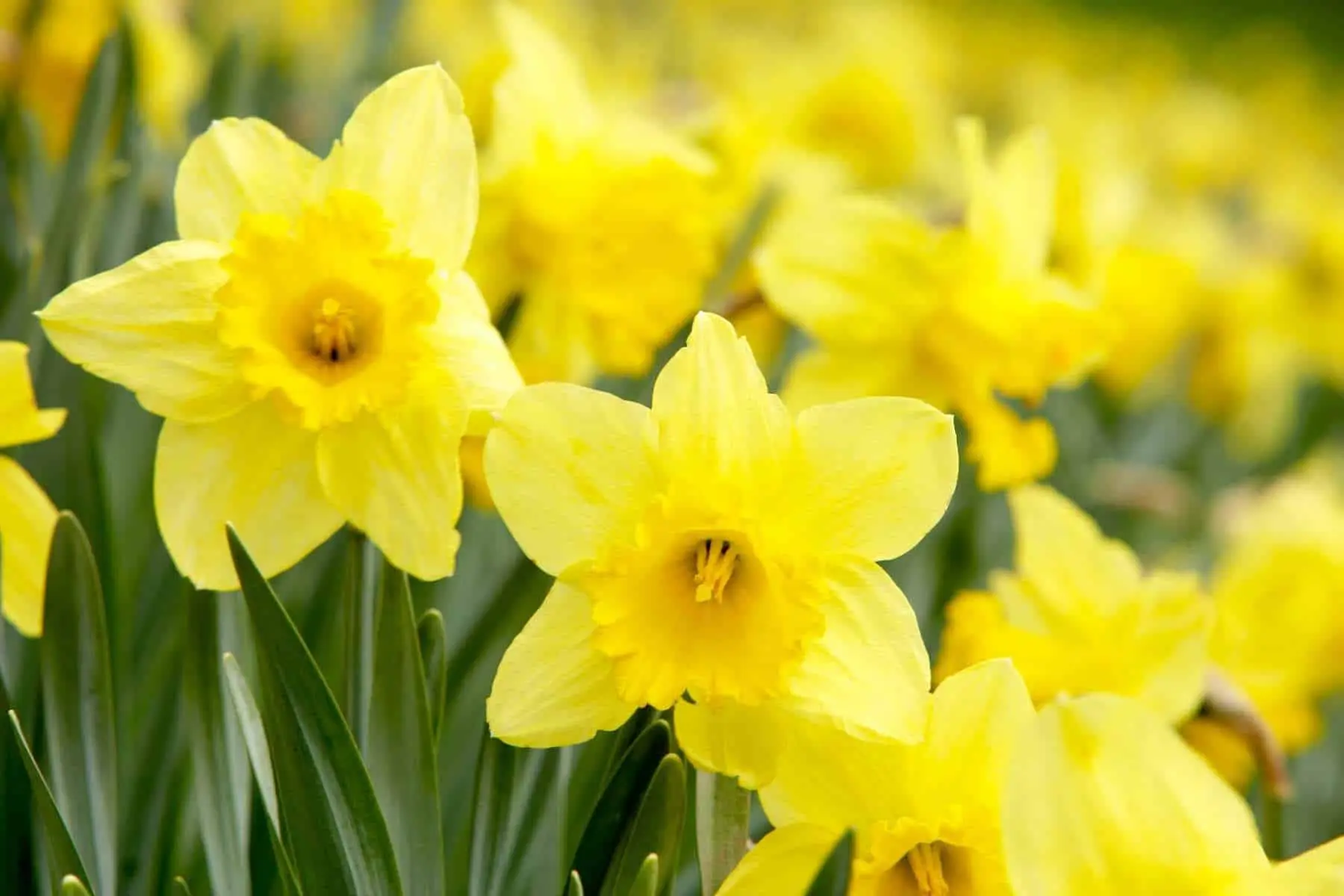 What is dangerous perverse daffodil and how to resist it, so as not to become a victim