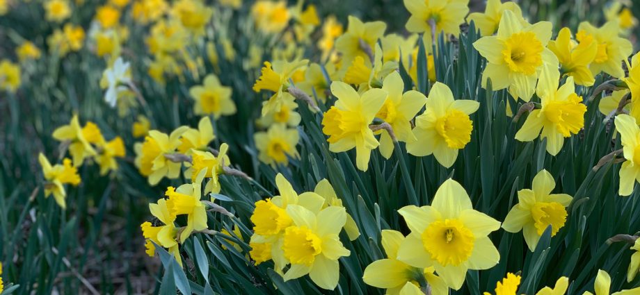 Where do daffodils come from and how do they live?