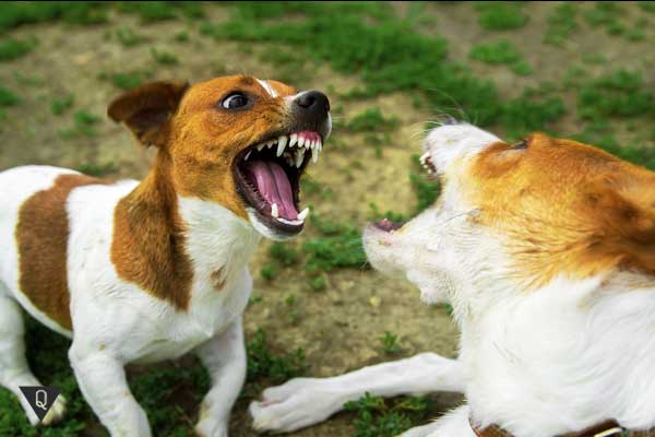 Where does Cynophobia come from and how to get rid of the panic fear of dogs