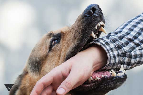 Where does Cynophobia come from and how to get rid of the panic fear of dogs